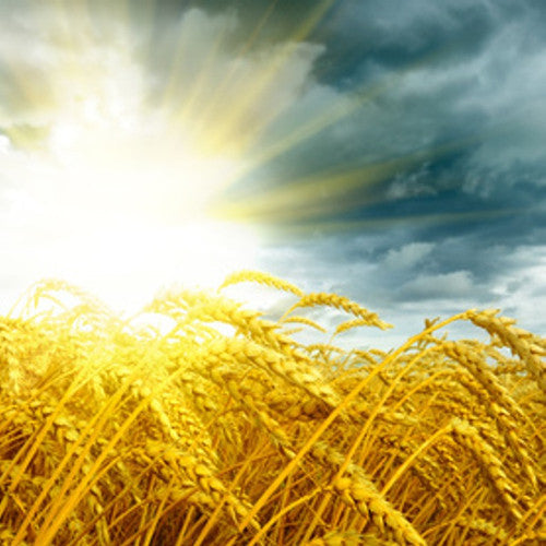 Amish Harvest Fragrance Oil