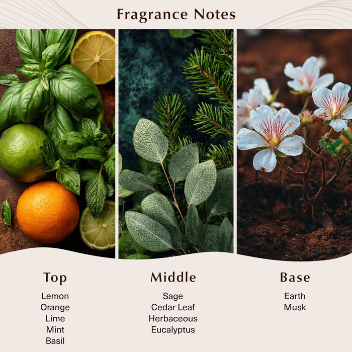 Basil, Sage, Mint Fragrance Oil