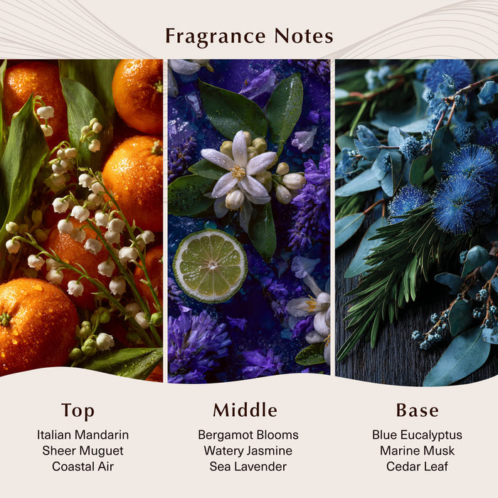 Blue Lavender & Bergamot Fragrance Oil