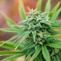 Cannabis Flower Fragrance Oil