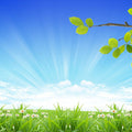Clean Air Fragrance Oil