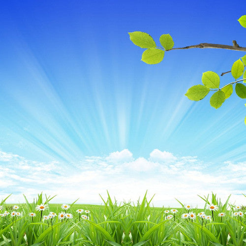 Clean Air Fragrance Oil