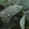 Eucalyptus Forest Fragrance Oil
