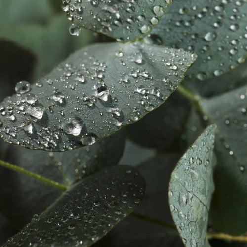 Eucalyptus Forest Fragrance Oil