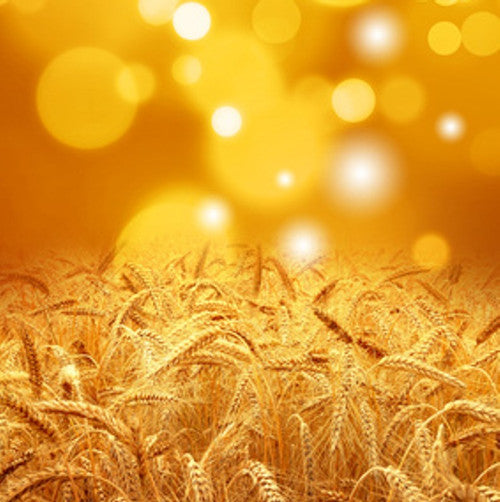 Harvest Spice Fragrance Oil