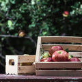 Honeycrisp Harvest Fragrance Oil