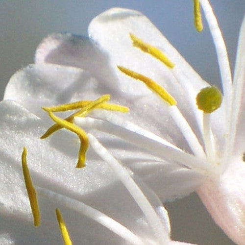 Honeysuckle Fragrance Oil