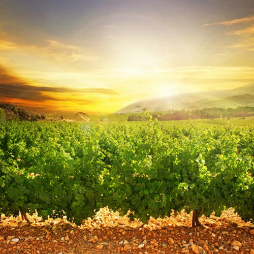 Napa Valley Sunset (Type) Fragrance Oil