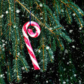 Pink Peppermint Snow Fragrance Oil