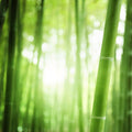 Rainforest Sugarcane (Type) Fragrance Oil