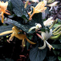 Rainkissed Honeysuckle Fragrance Oil
