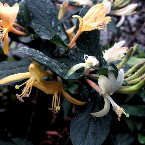 Rainkissed Honeysuckle Fragrance Oil