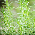 Rosemary Mint Fragrance Oil
