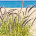 Seagrass & Sage Fragrance Oil