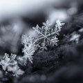 Shimmering Snowflake Fragrance Oil