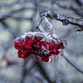 Snowberry Icicles Fragrance Oil