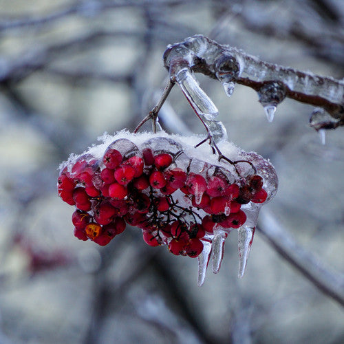 Snowberry Icicles Fragrance Oil