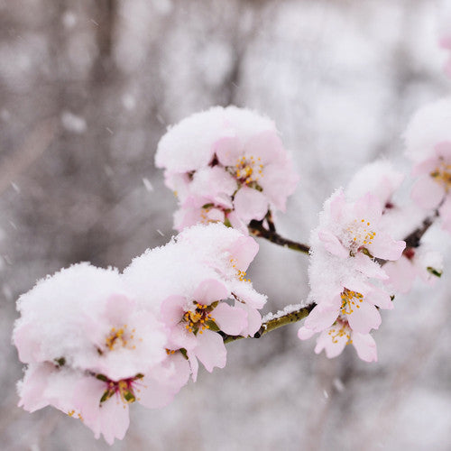 Sugarplum Blossom Fragrance Oil