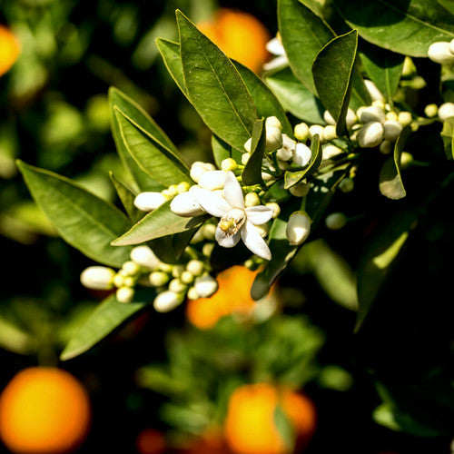 Sundrenched Blossom Fragrance Oil