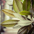 Tobacco & Bay Leaf Fragrance Oil