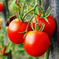 Tomato Leaf Fragrance Oil