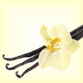 Vanilla Fragrance Oil