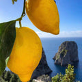 Vitamin Sea Fragrance Oil