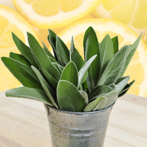 White Sage & Citrus Fragrance Oil