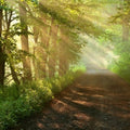 Woodland Foliage Fragrance Oil