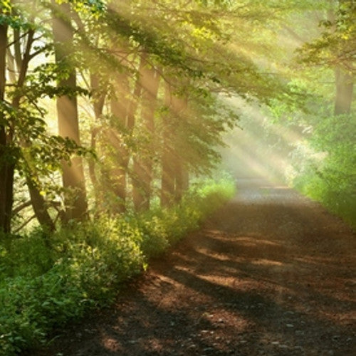 Woodland Foliage Fragrance Oil