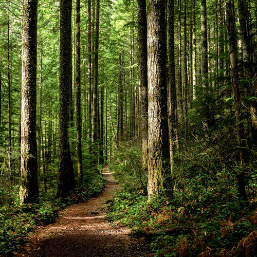 Woods & Earth Fragrance Oil